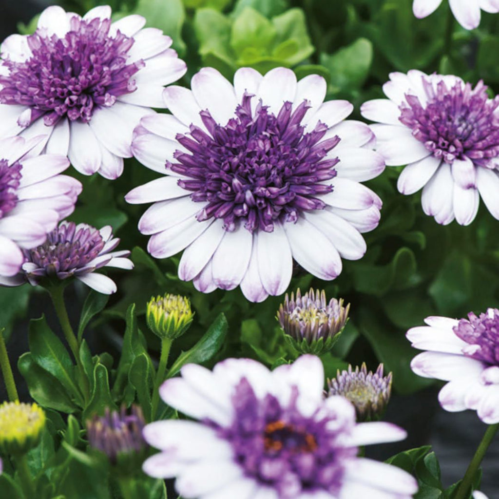 Osteospermum 3d Blueberry Shake 140mm