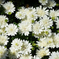 Osteospermum 3d White 140mm