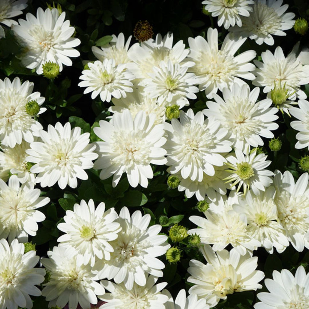Osteospermum 3d White 140mm