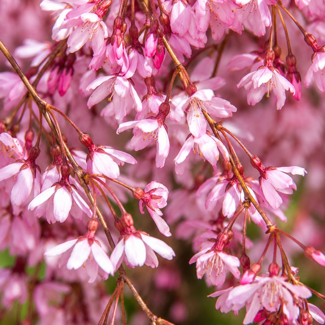Prunus Pink Snow Showers Sht Std 400mm