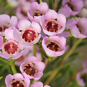 Chamelaucium Sorbetto 200mm