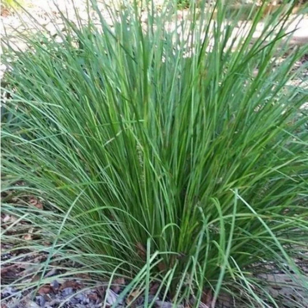 Lomandra Tanika 140mm