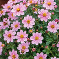 Bidens Pretty In Pink 140mm