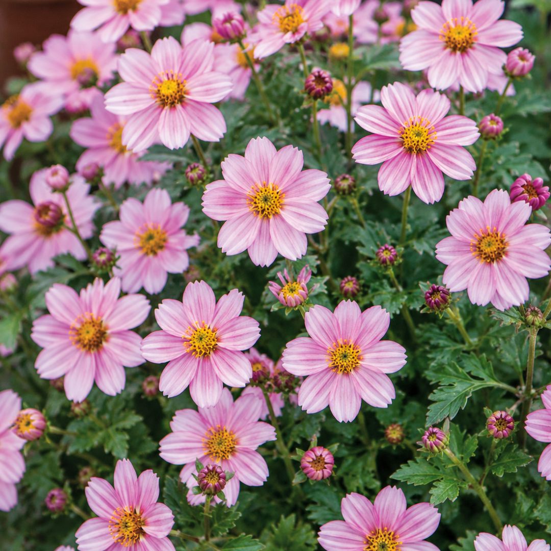 Bidens Pretty In Pink 140mm
