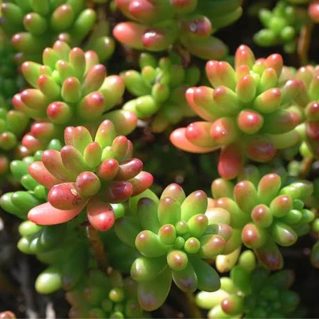 Sedum Jellybeans 105mm