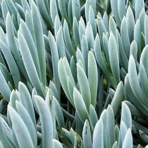 Senecio Serpens 105mm