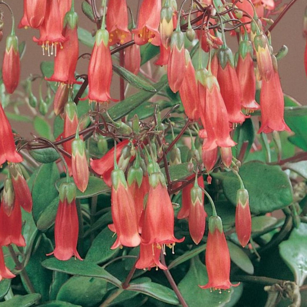 Kalanchoe Freedom Bells 125mm