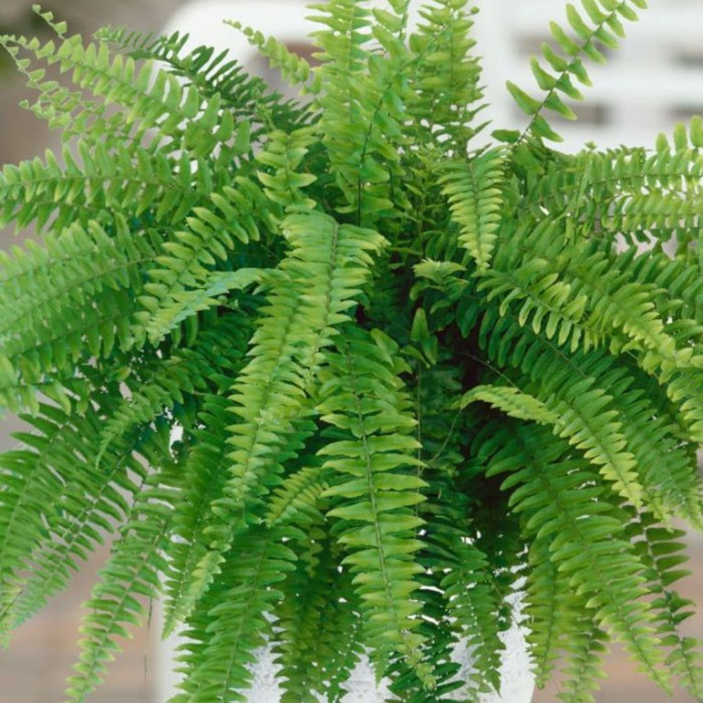 Nephrolepis Exaltata Blue Bell 200hb