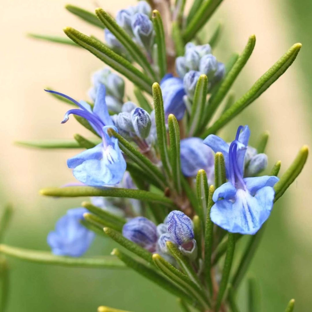 Rosemary Officinalis 140mm