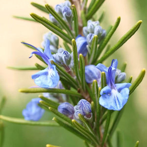 Rosemary Officinalis 140mm