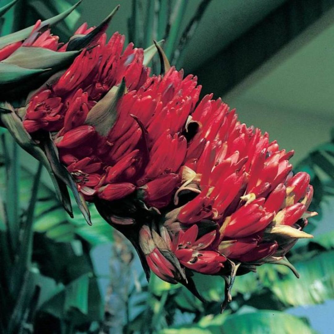Doryanthes Palmerii 200mm