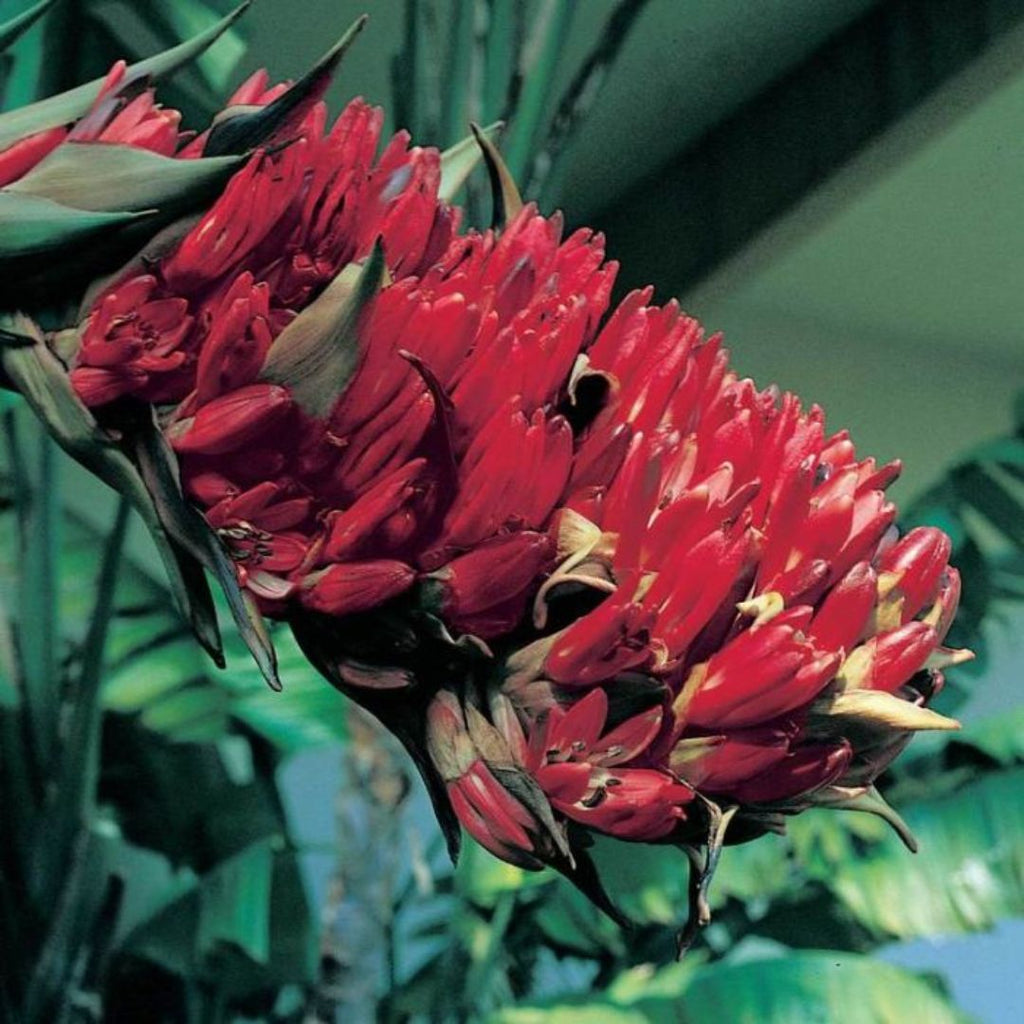 Doryanthes Palmerii 200mm