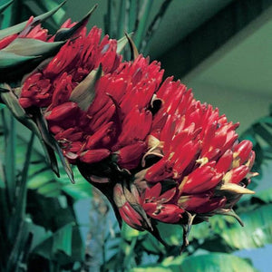 Doryanthes Palmerii 200mm
