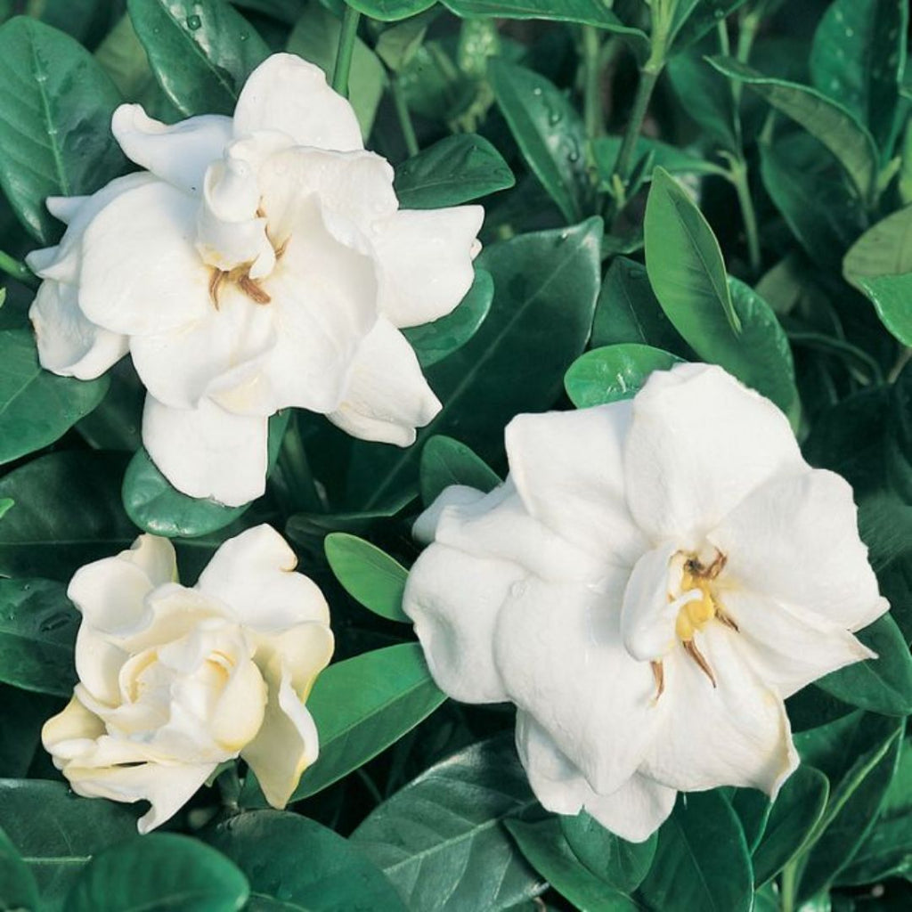 Gardenia Professor Pucci 140mm