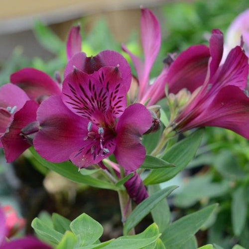 Alstroemeria Inca 140mm