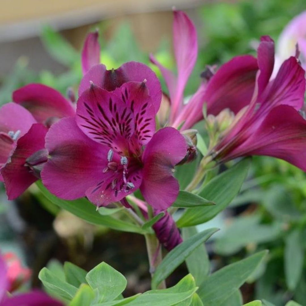 Alstroemeria Inca 140mm