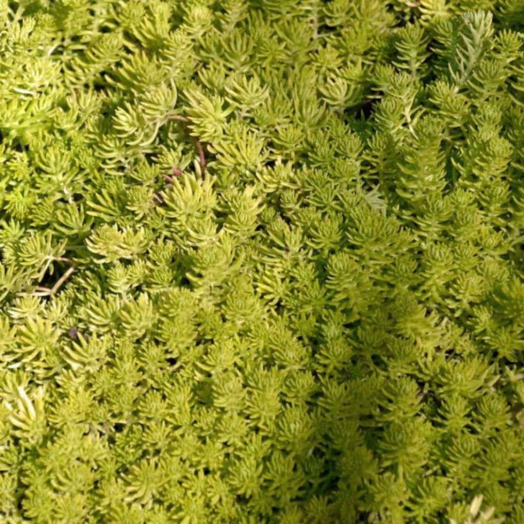 Sedum Gold Mound 120mm
