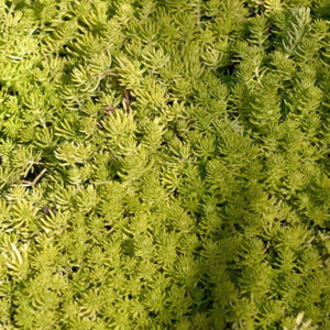 Sedum Gold Mound 120mm