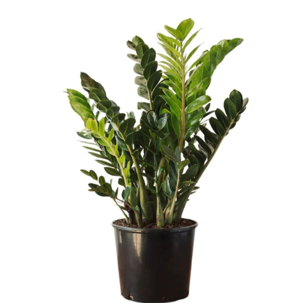 Zamioculcas Zamiifolia 180mm