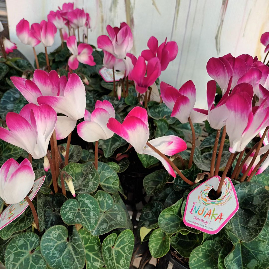 Cyclamen Indiaka 140mm