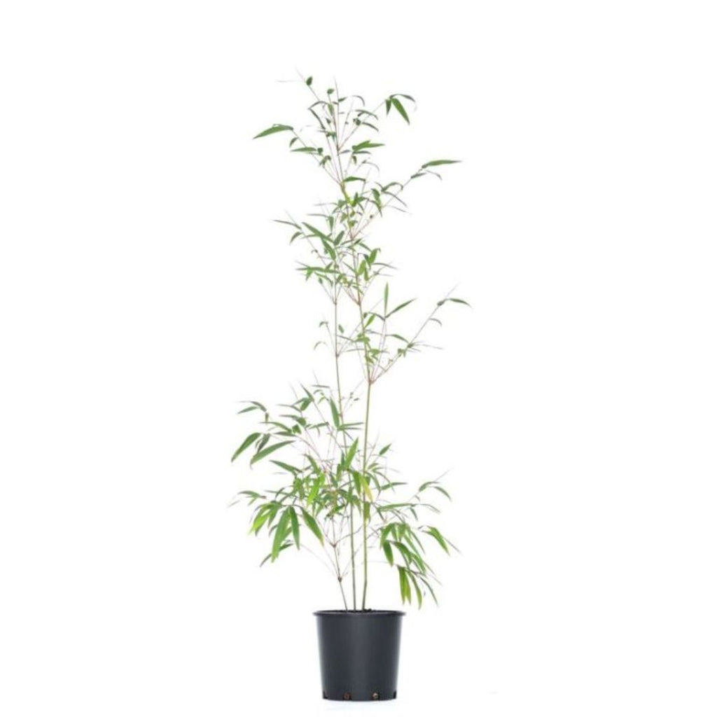 Bamboo Gracilis 200mm