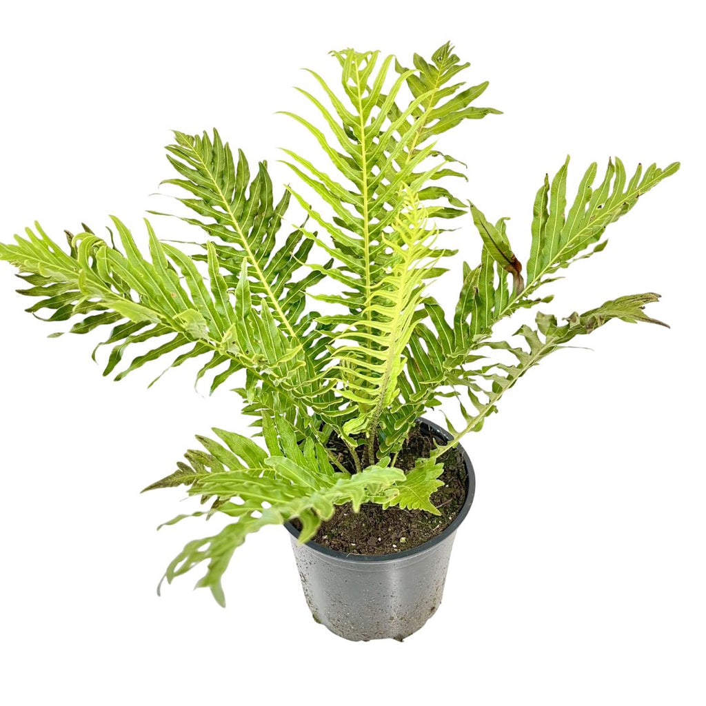 Blechnum Silver Lady 140mm