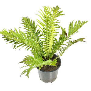 Blechnum Silver Lady 140mm