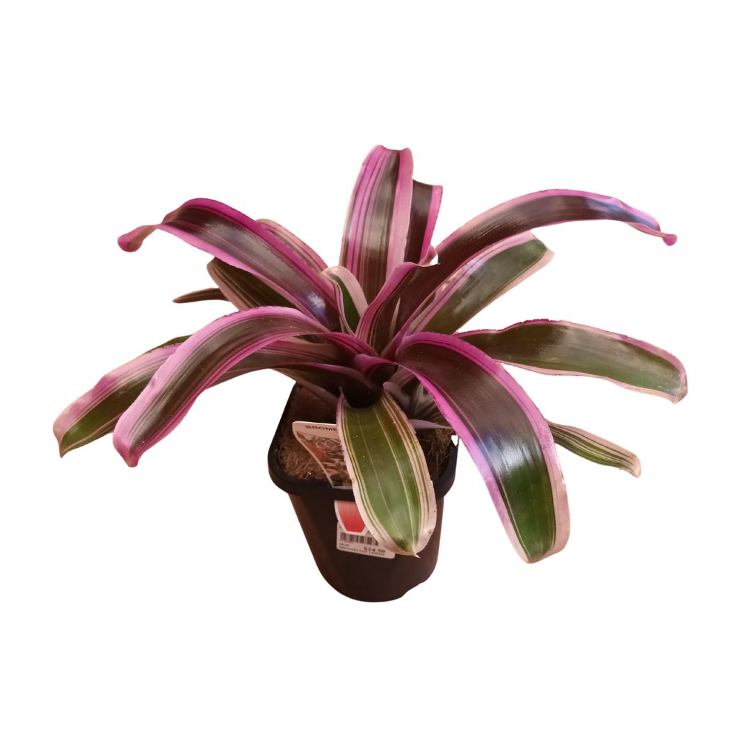 Bromeliad 140mm