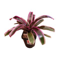 Bromeliad 140mm