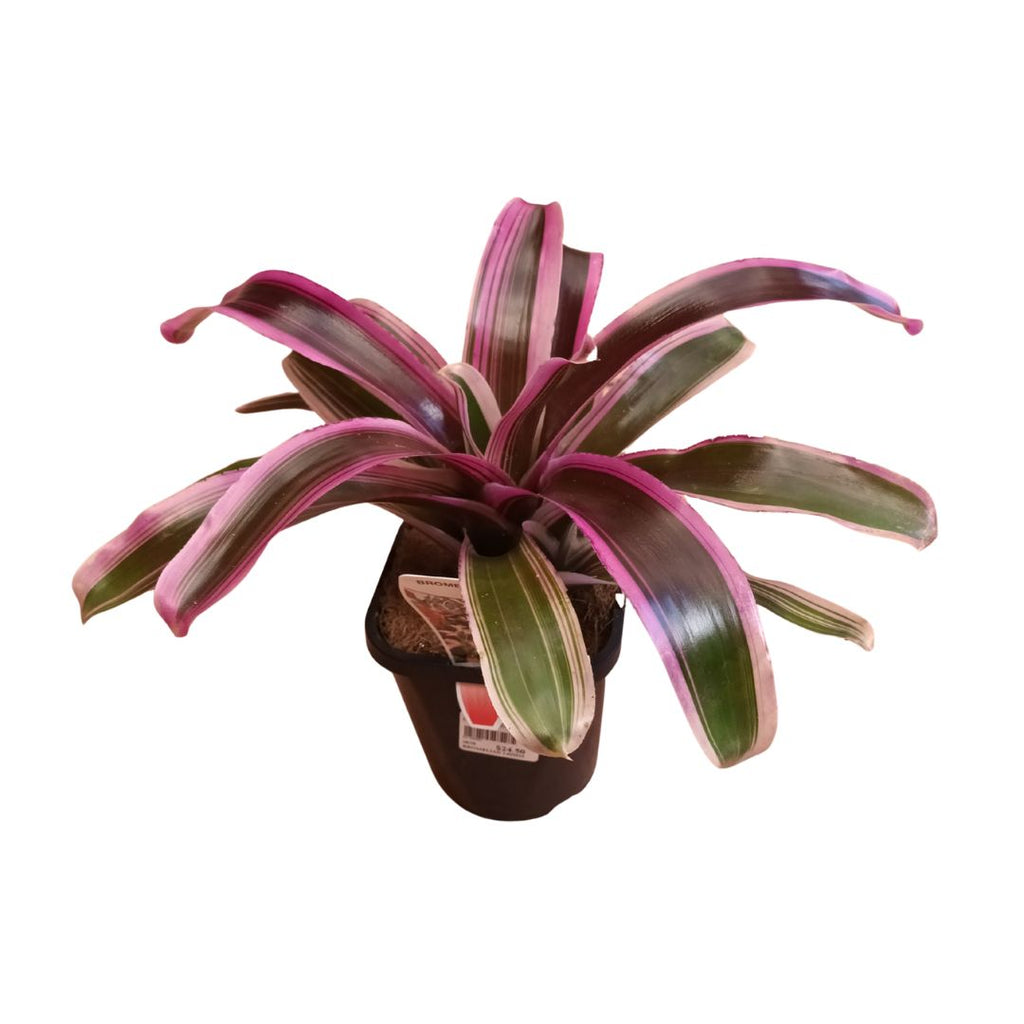 Bromeliad 140mm