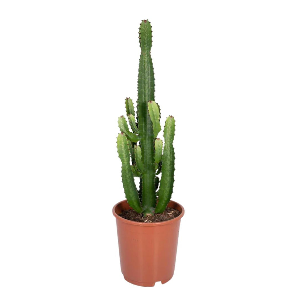 Euphorbia Cowboy 200mm