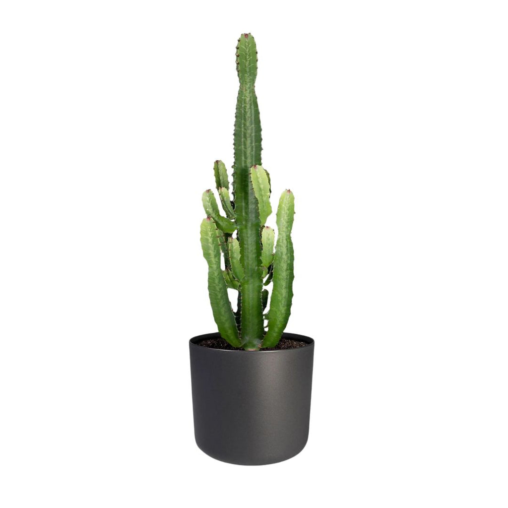 Euphorbia Cowboy 400mm