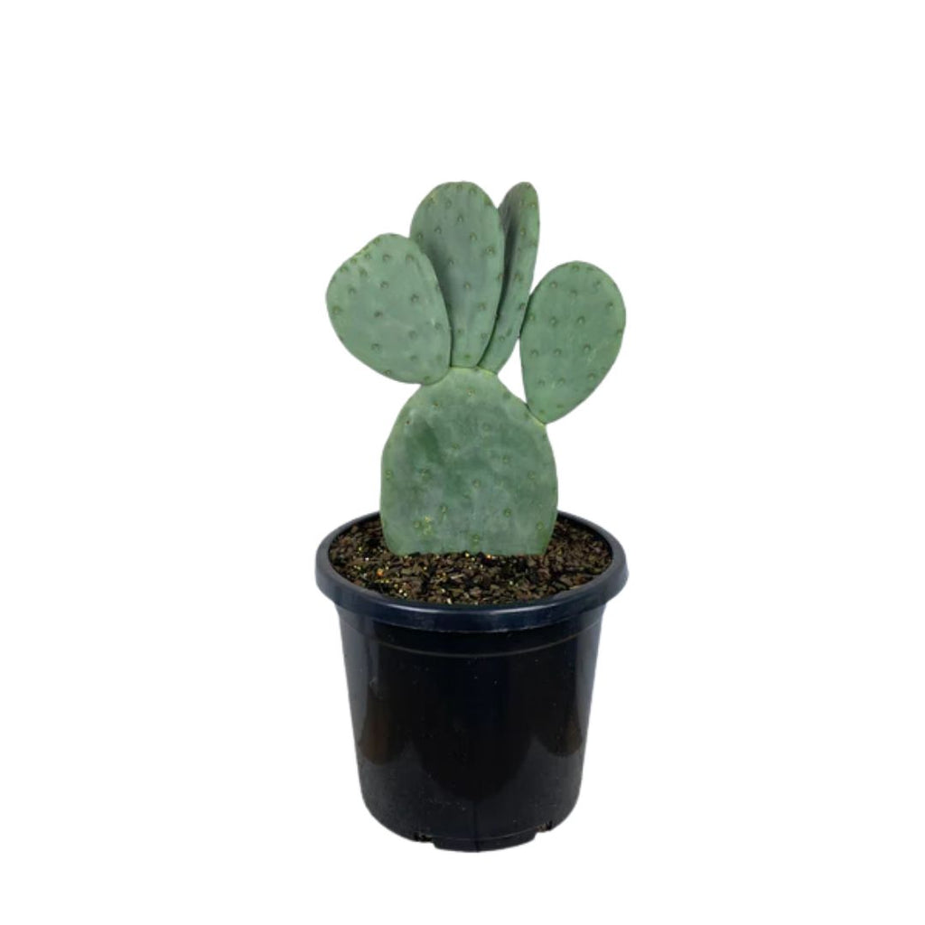 Opuntia Burbank Spineless 200mm