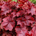 Heuchera Northern Exposure Red 140mm
