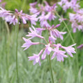 Tulbaghia Variegated 140mm