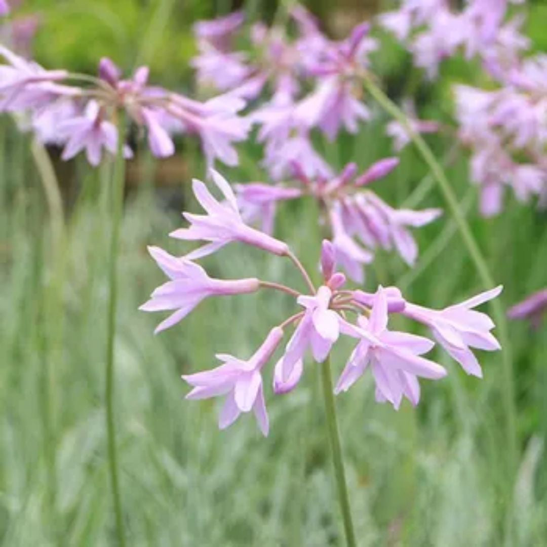 Tulbaghia Variegated 140mm