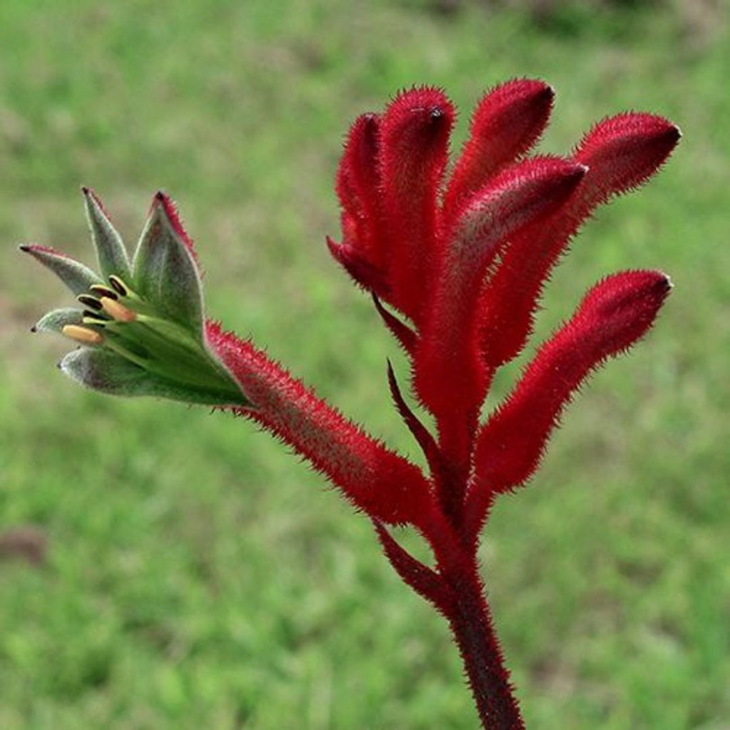 Kangaroo Paw 140mm