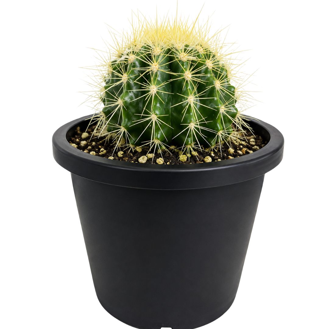 Golden Barrel Cactus 100mm