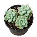 Sedum 140mm