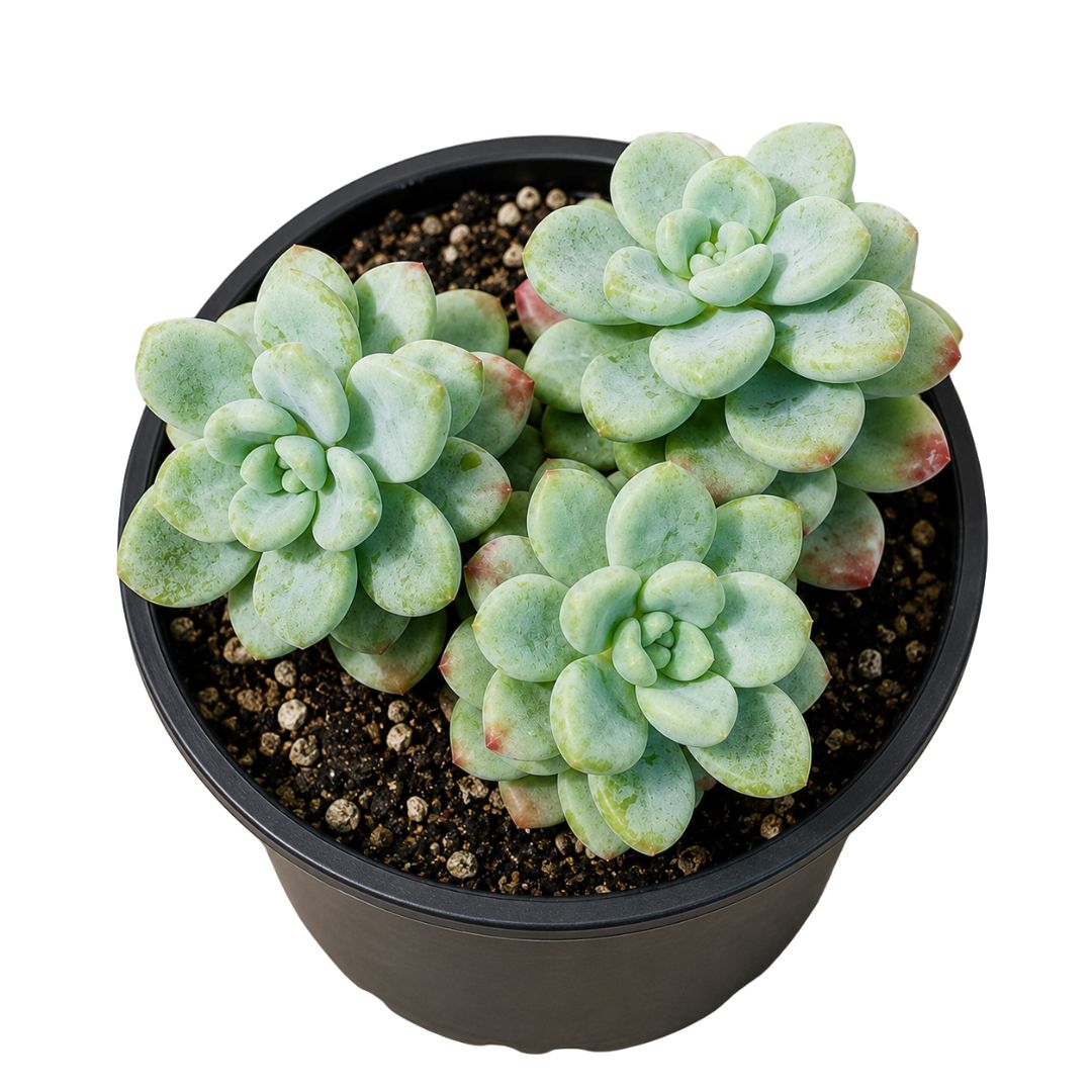 Sedum 140mm