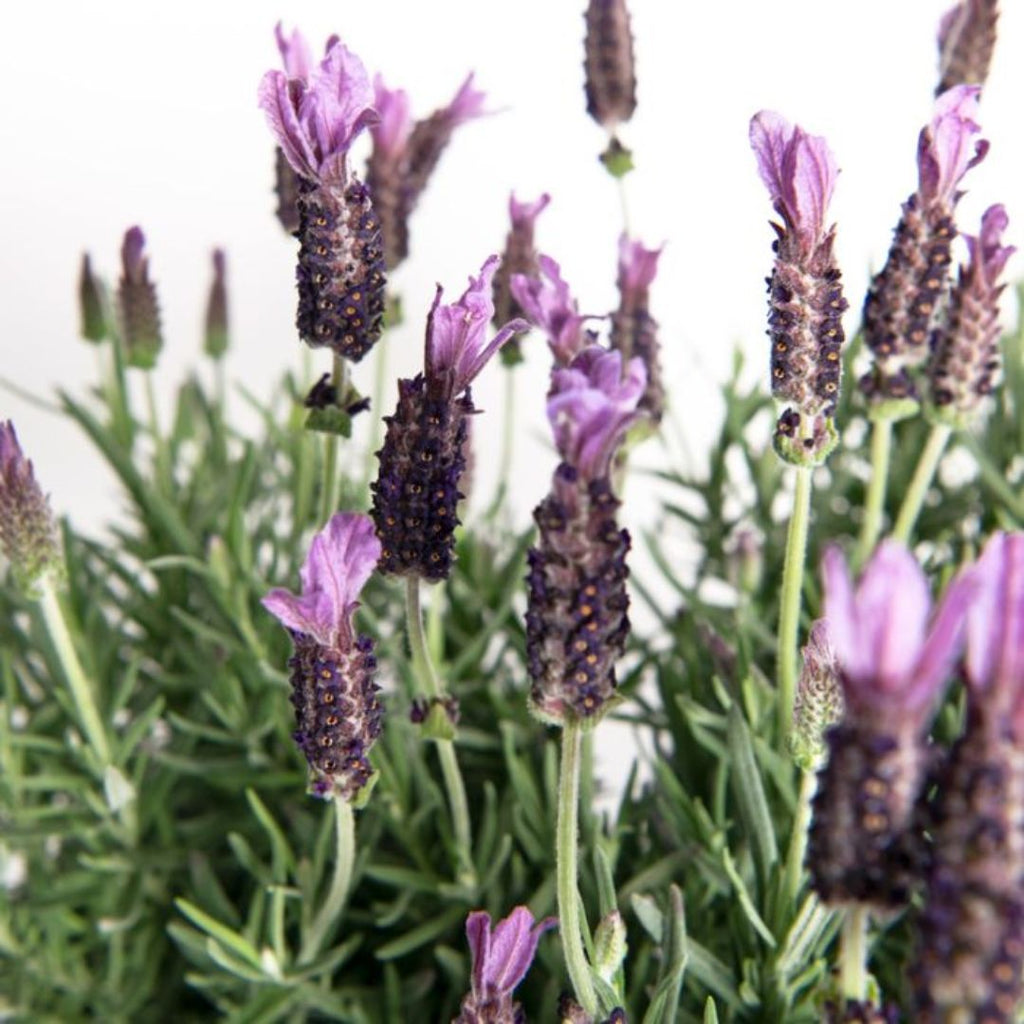 Lavender 140mm