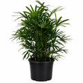 Rhapis 200mm.