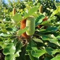 Banksia Robur 200mm