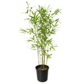 Bamboo Gracilis 300mm