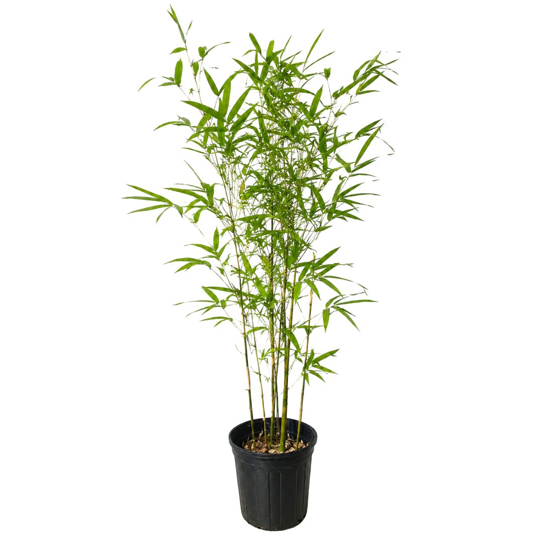 Bamboo Gracilis 300mm