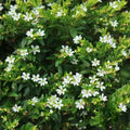 Cuphea  Aspen Snow 
