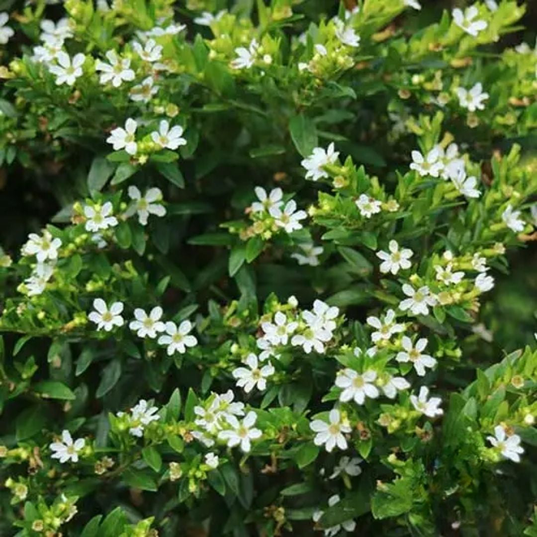 Cuphea  Aspen Snow 
