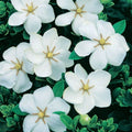 Gardenia Grandiflora Star
