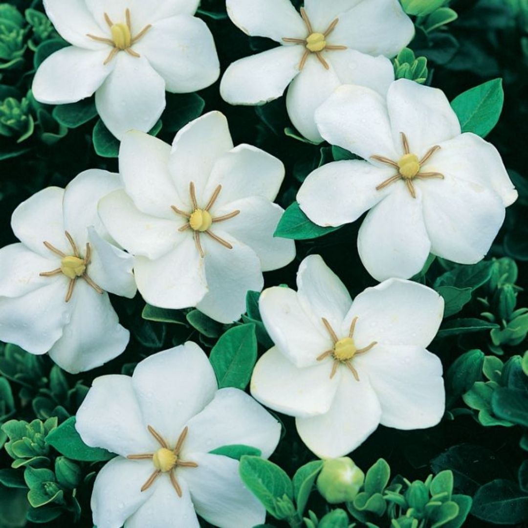 Gardenia Grandiflora Star