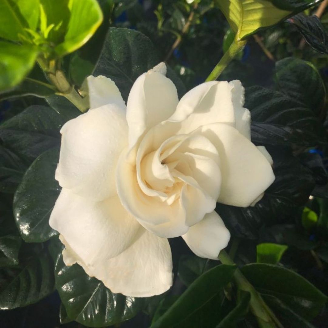 Gardenia True Love